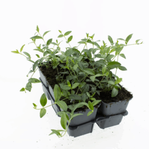 Vinca minor