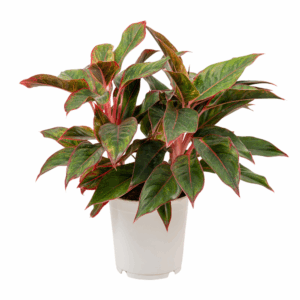 Aglaonema light Star
