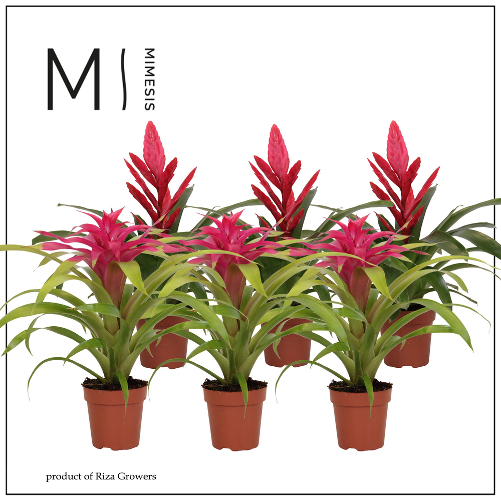 Mimesis Bromelia Pink - 12 cm.