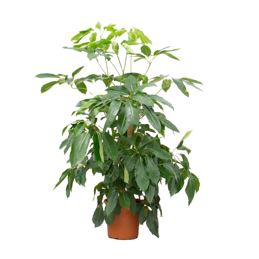 Schefflera Actinophylla 'Amate' - 180cm.