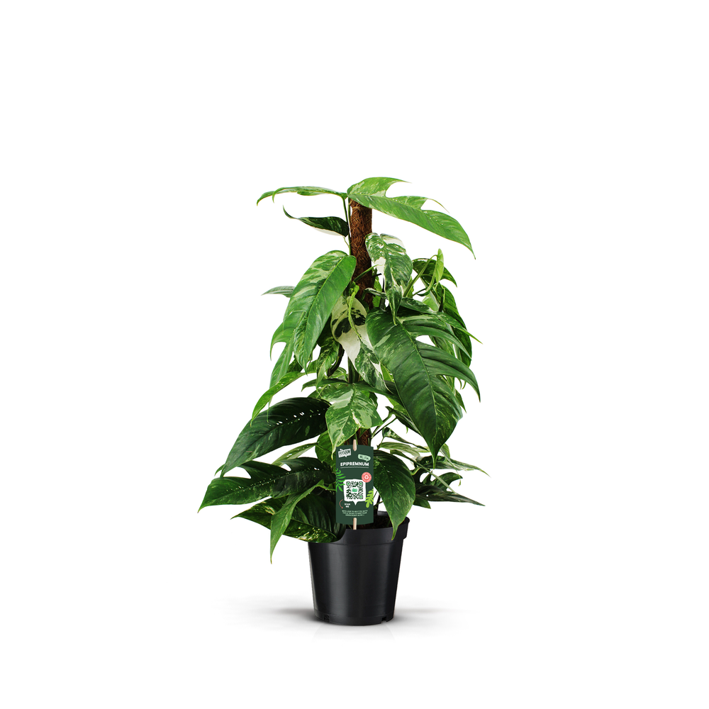 Epipremnum Pinnatum Variegata 80mos.