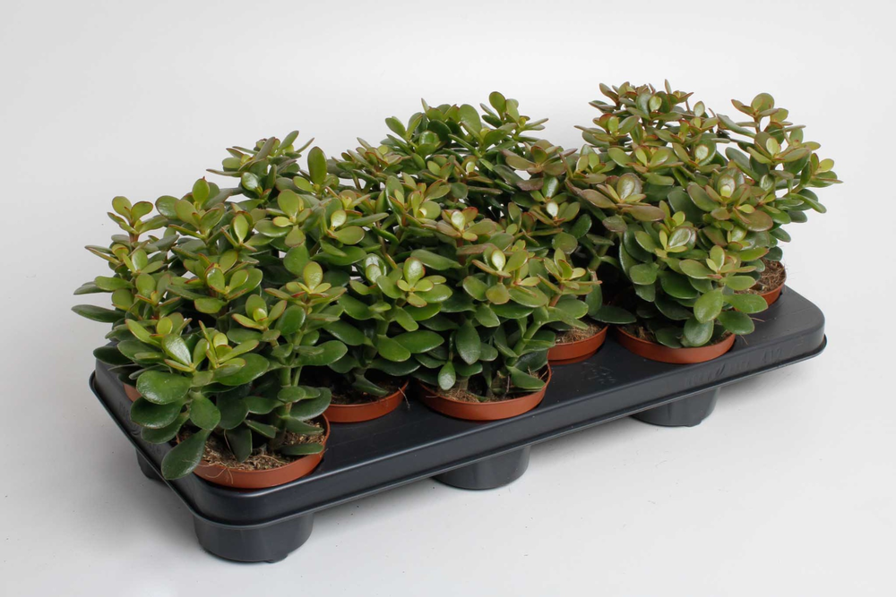 Crassula ovata 'Minor.