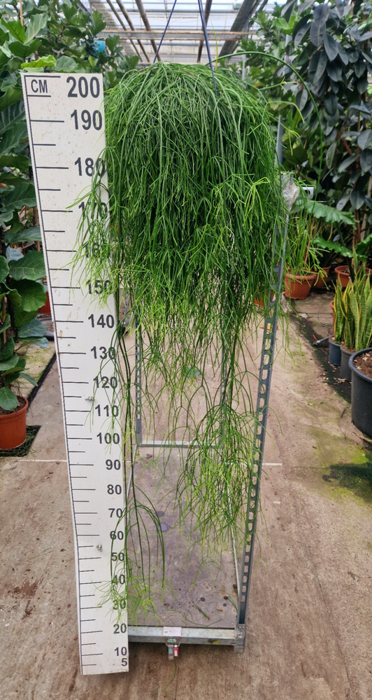 Rhipsalis Baccifera Oasis hangplant XXL.