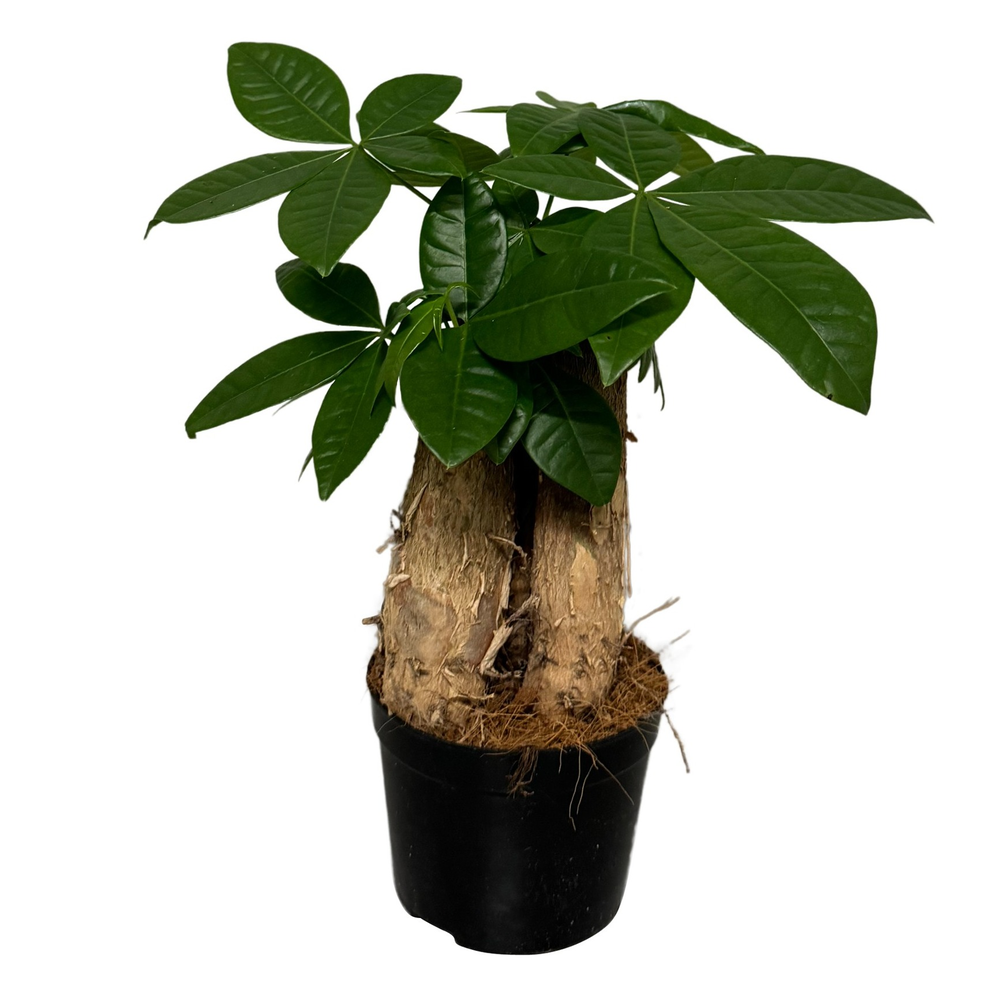 Pachira Trunk 3pp.