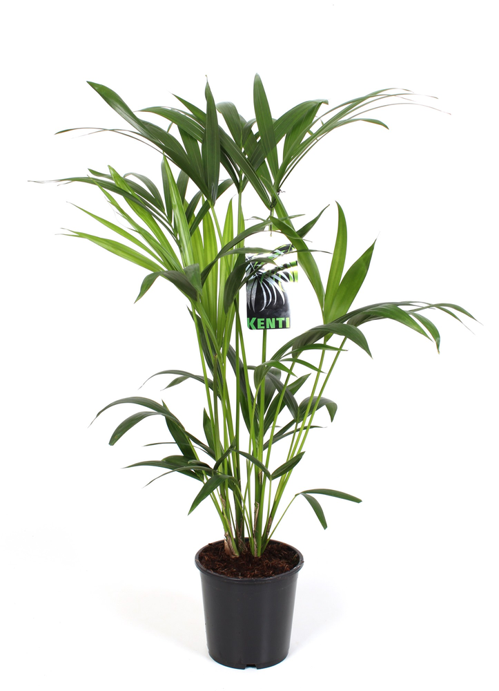 Kentia Howea Forsteriana.