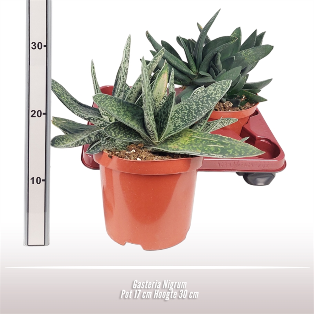 Gasteria Nigrum.