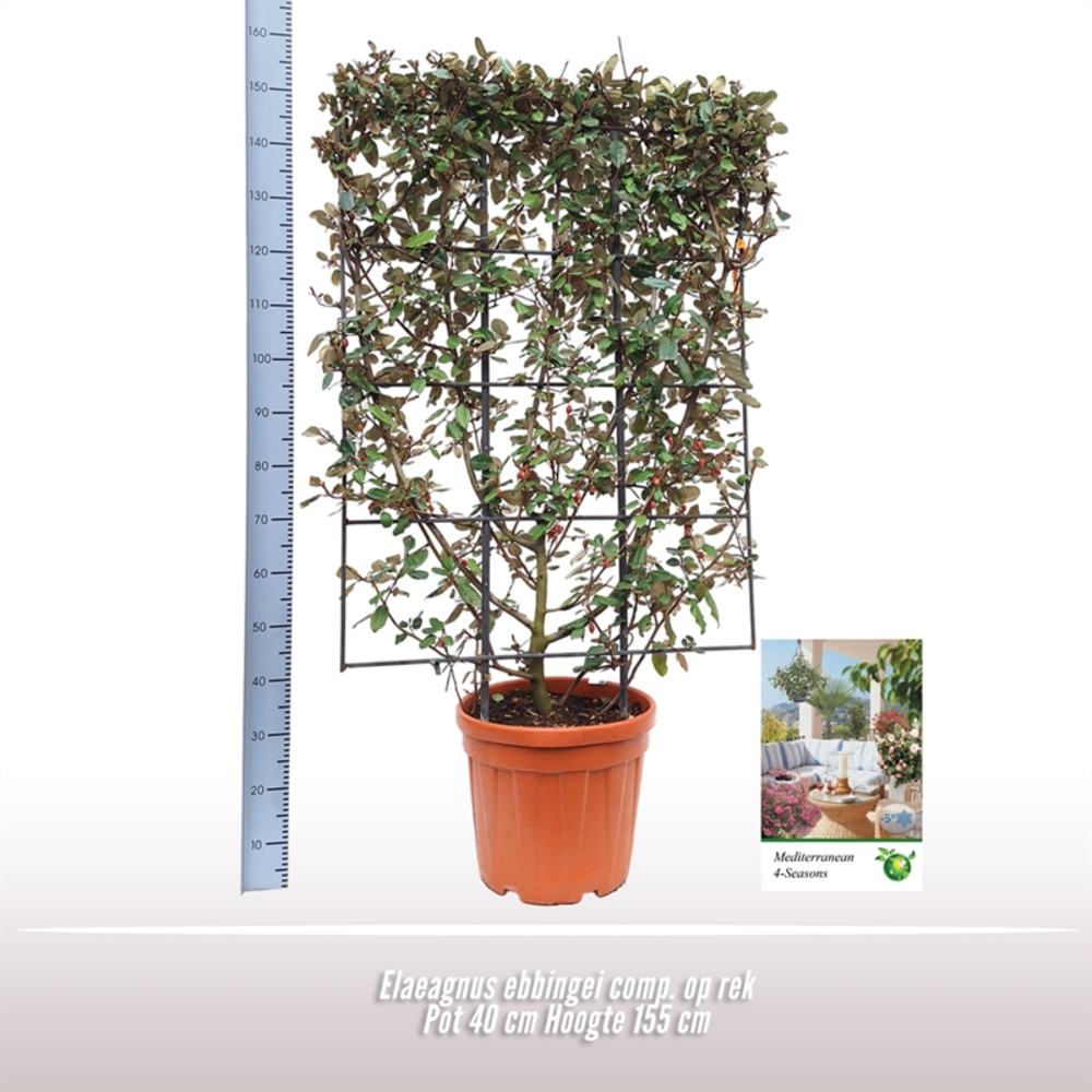 Elaeagnus ebbingei comp. op rek.