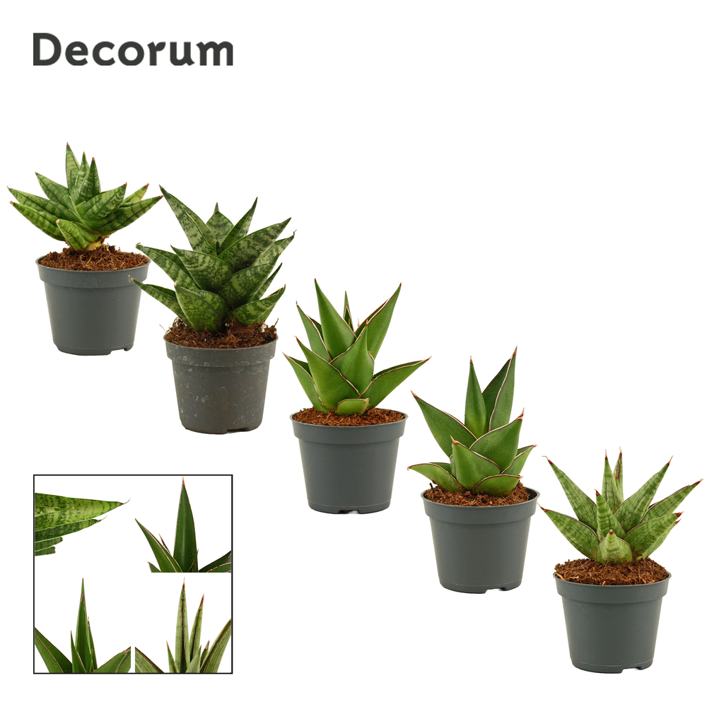 Sansevieria Crown mix 6 cm (Decorum).