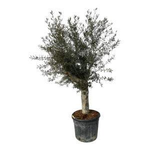 Olea Lorc XL 55cm