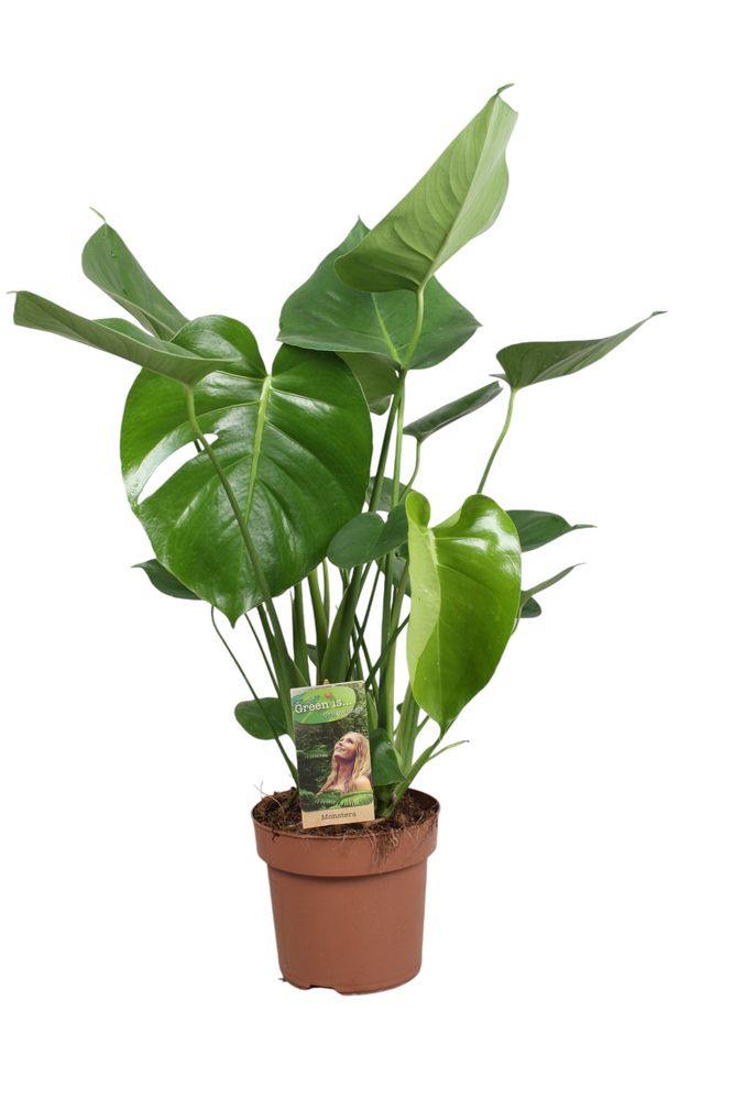 Monstera Deliciosa.