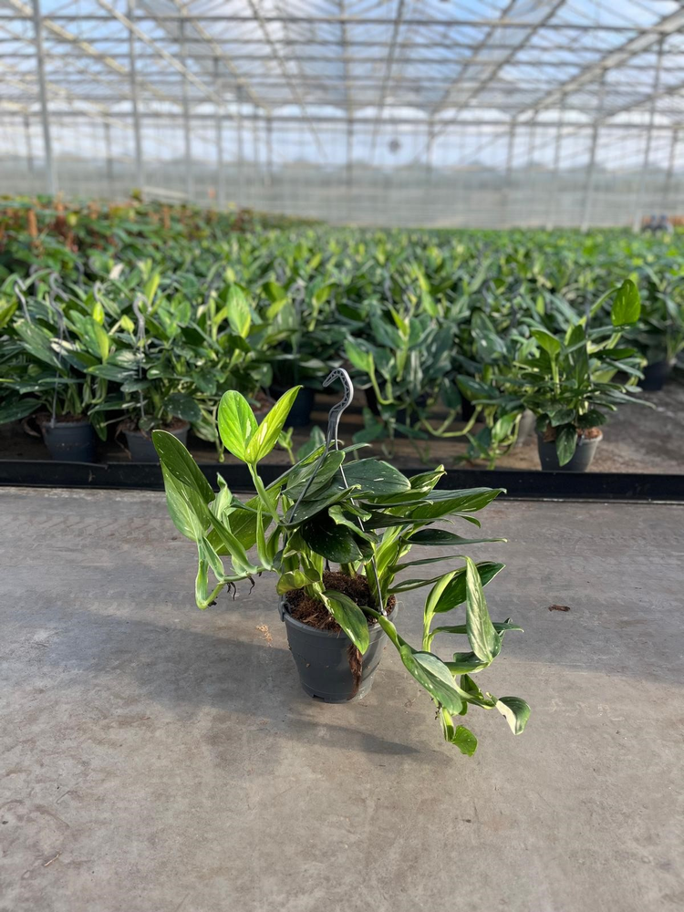 Philodendron Cobra Hang.