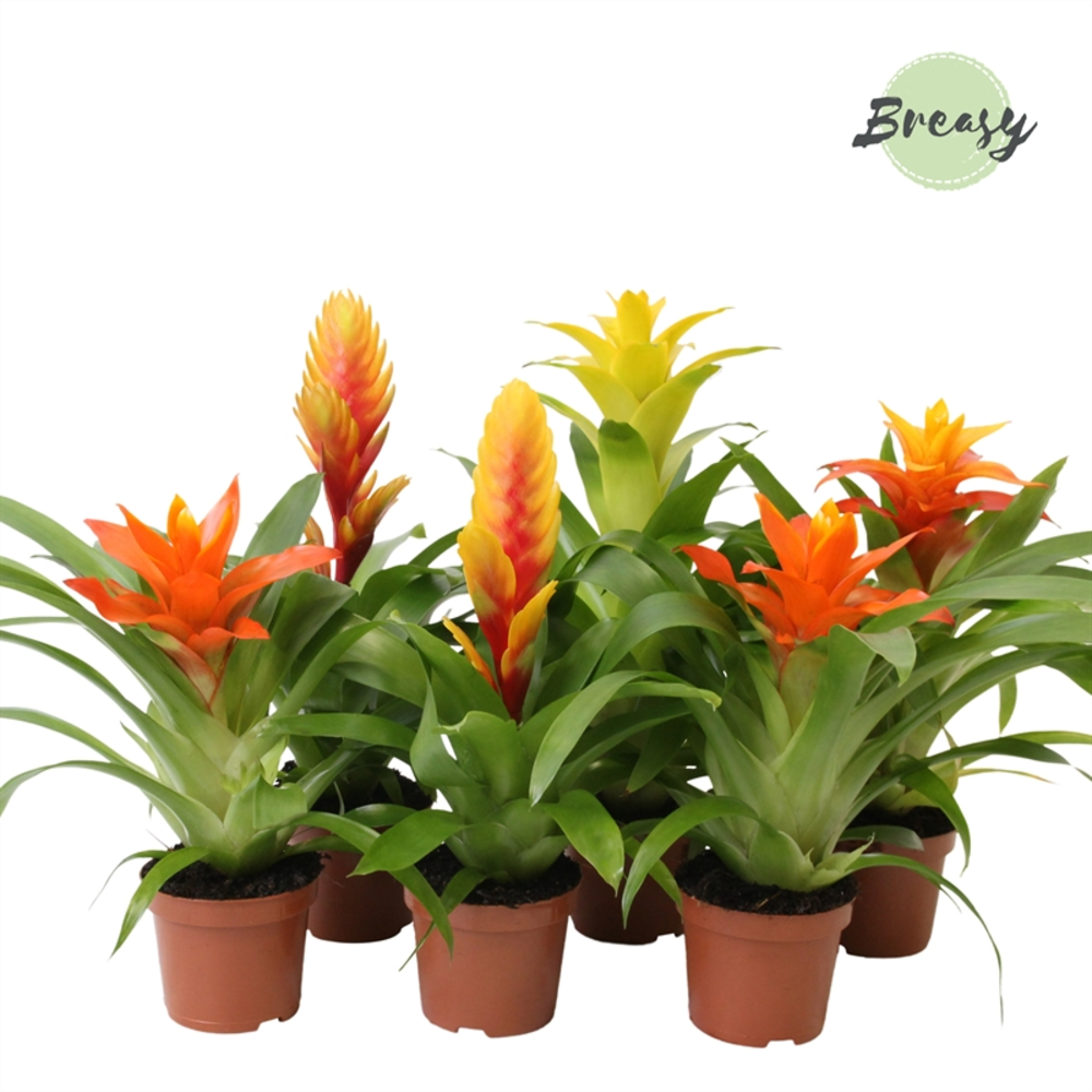 Bromelia Green.
