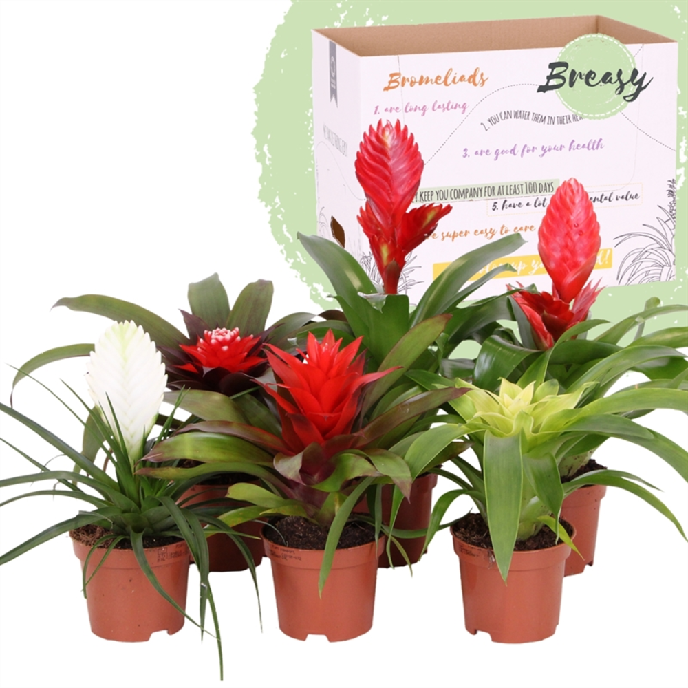 Bromelia Urban.