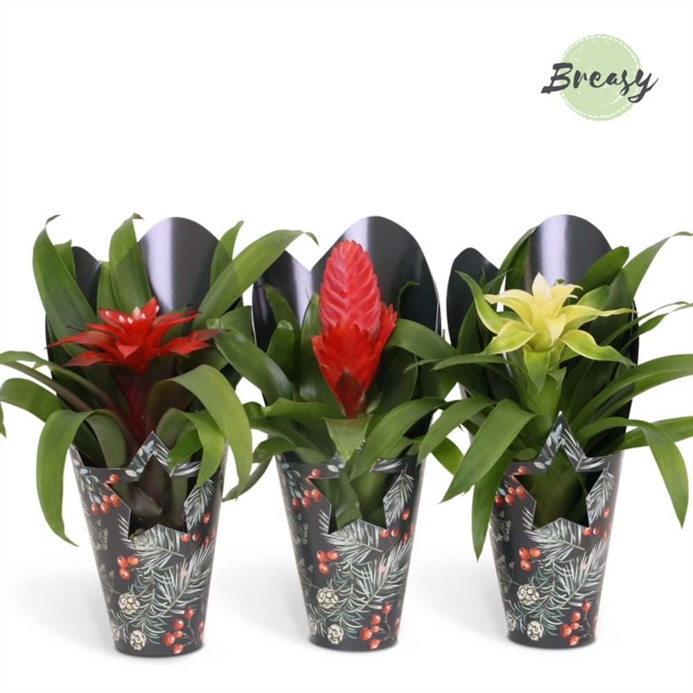 Bromelia Xmas Gift.