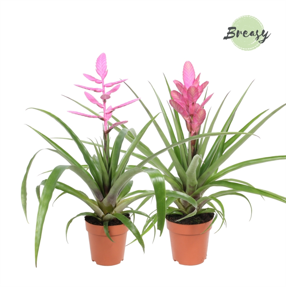 Tillandsia Sweet.