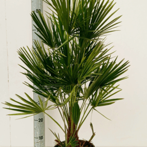 chamaerops humilis.
