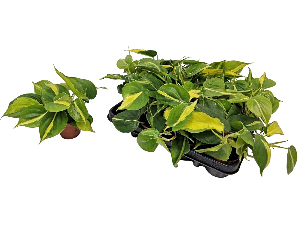 Philodendron Brasil.