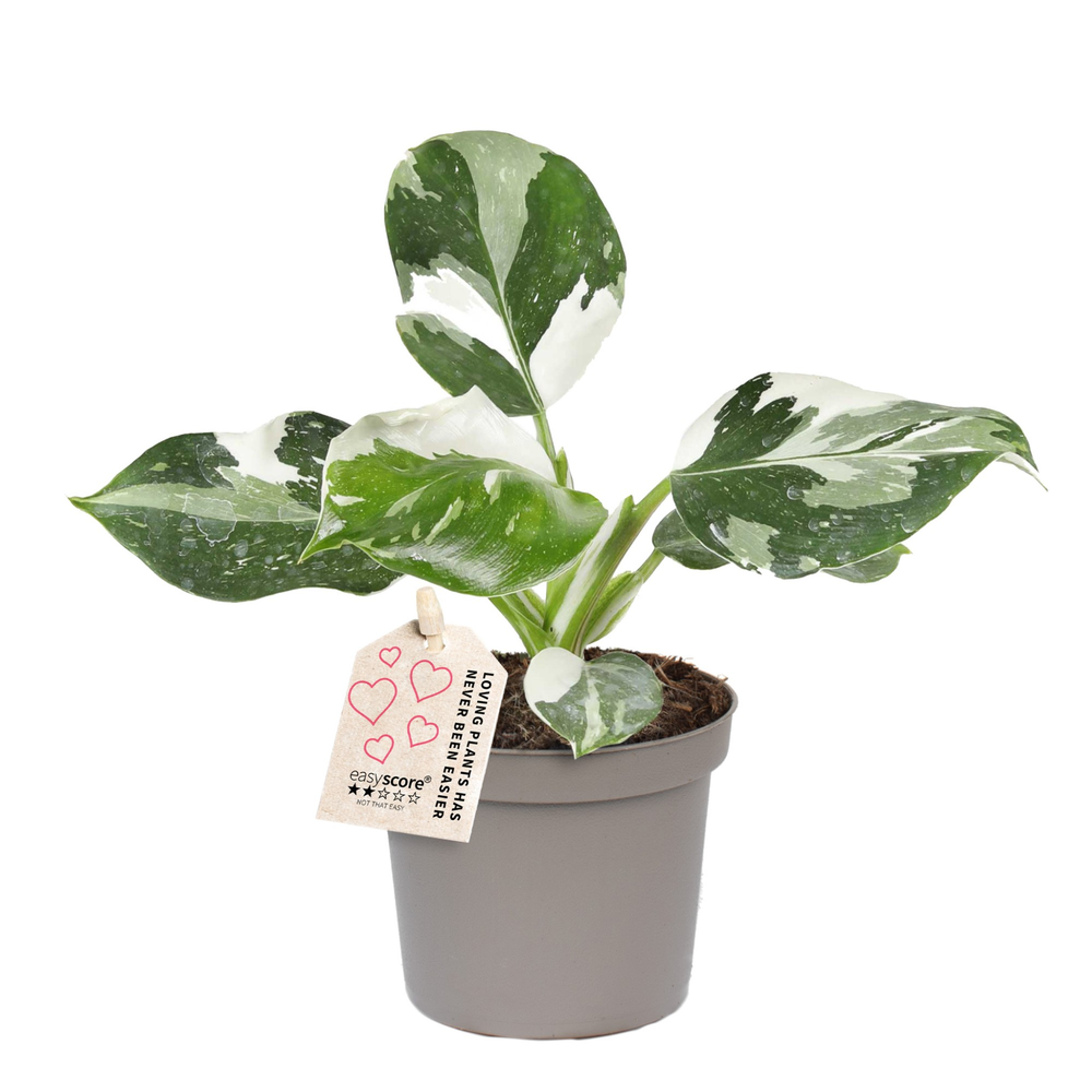 Philodendron ´White Wizard´.
