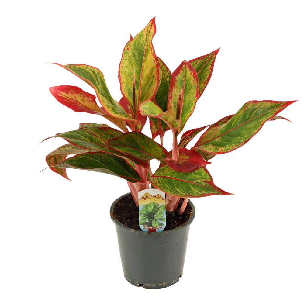 Aglaonema Red Fire 12 cm.
