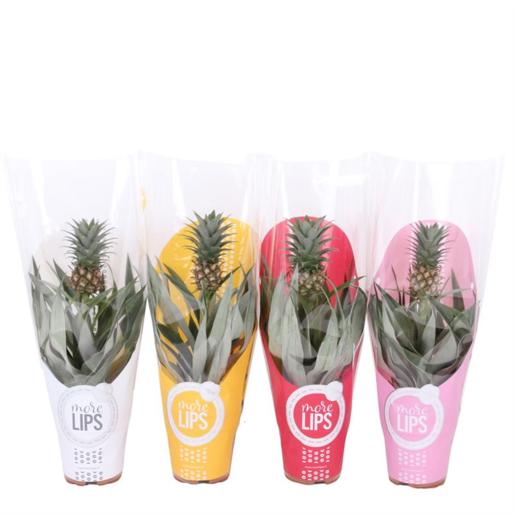 Ananas Mi Amigo MoreLips.