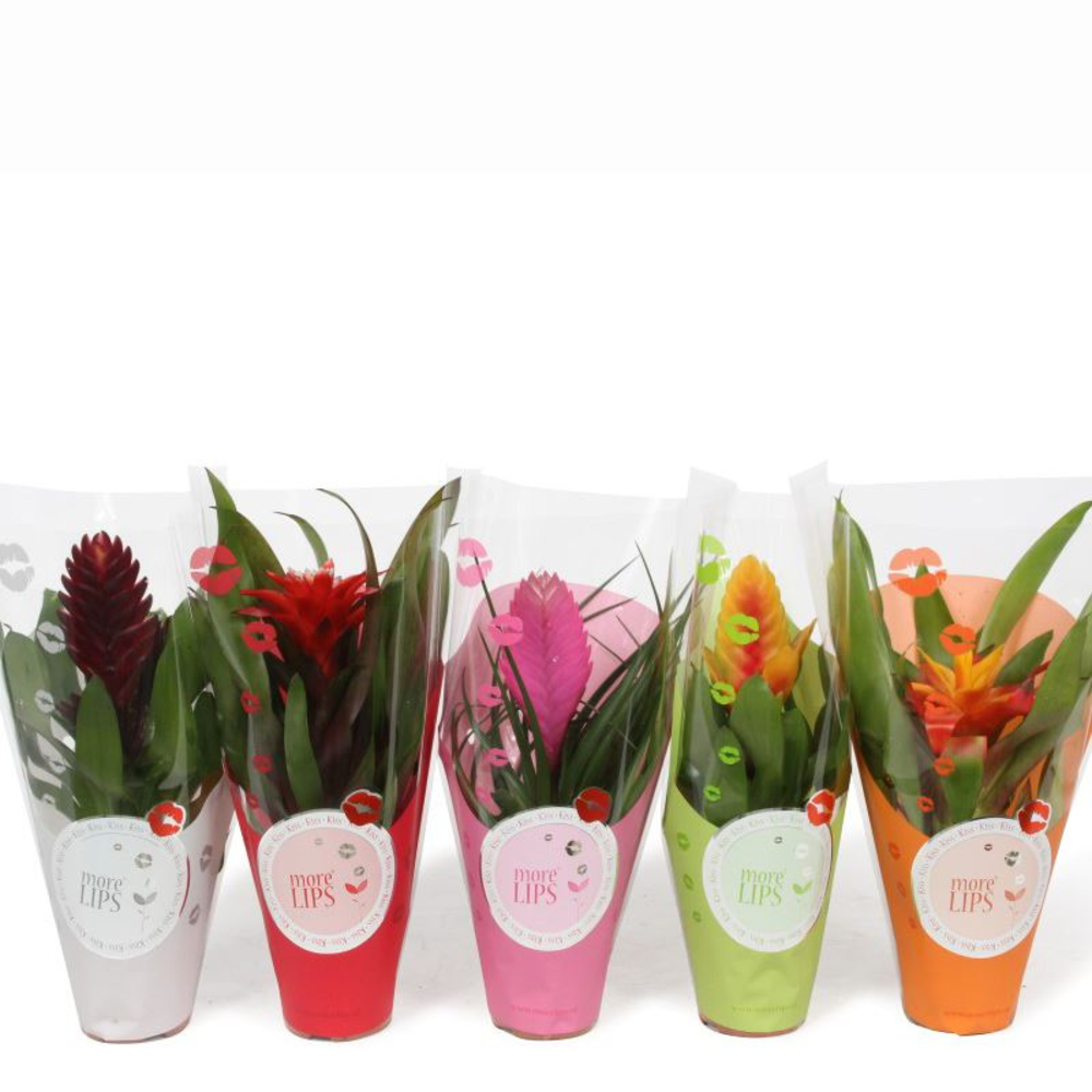 Bromelia Cupcake MoreLips.