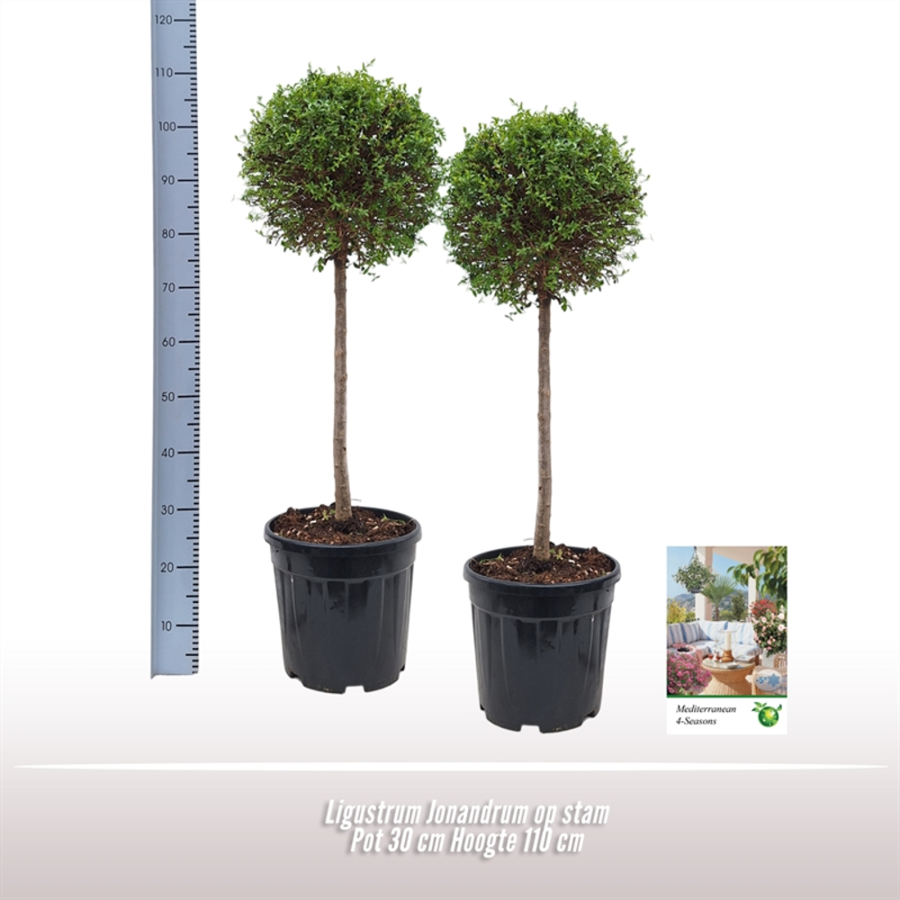 Ligustrum Jonandrum op stam.