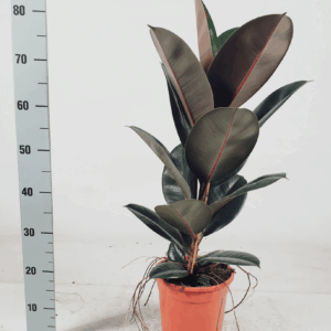 Ficus elastica 'Abidjan' 85cm