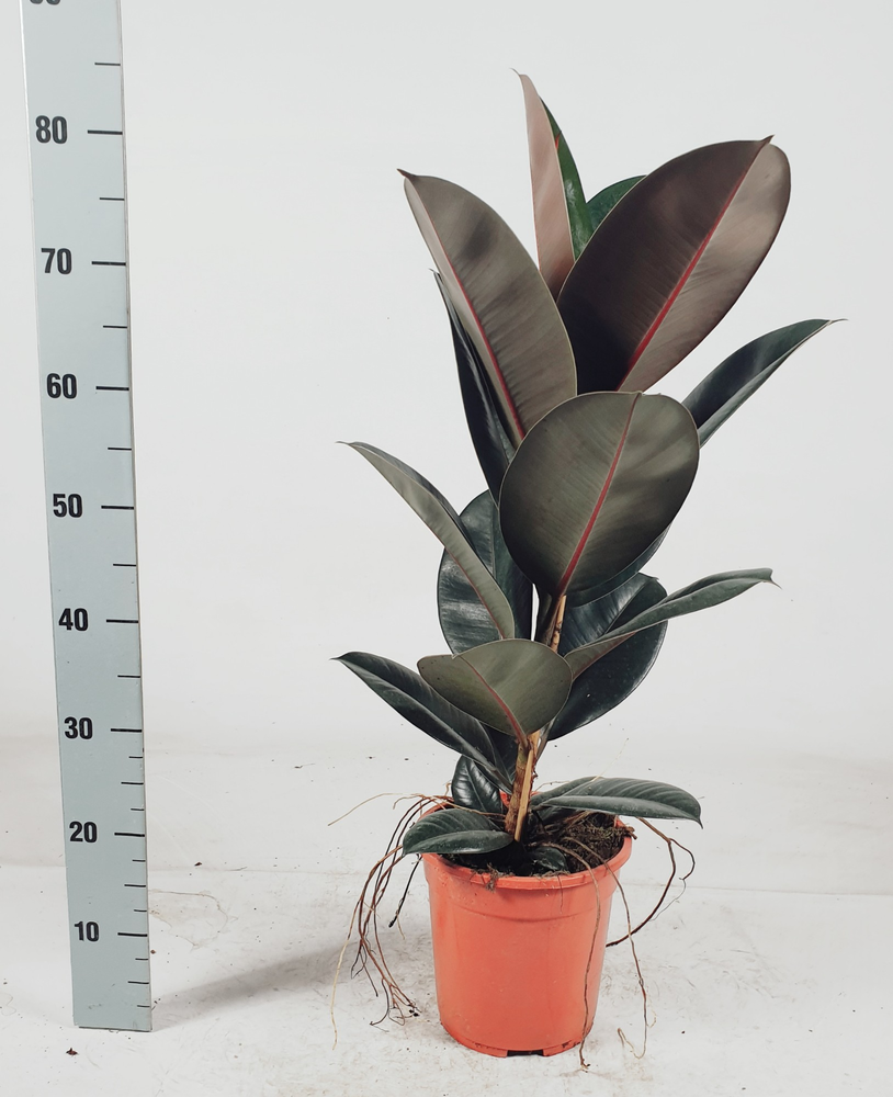 Ficus elastica 'Abidjan' 85cm.