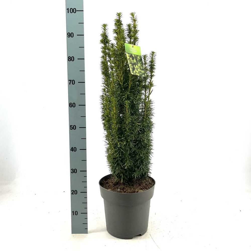 Taxus b. 'David'.