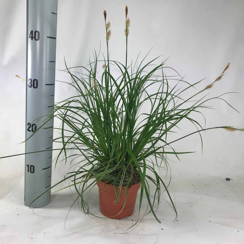Carex morrowii 'Fisher's Form'.