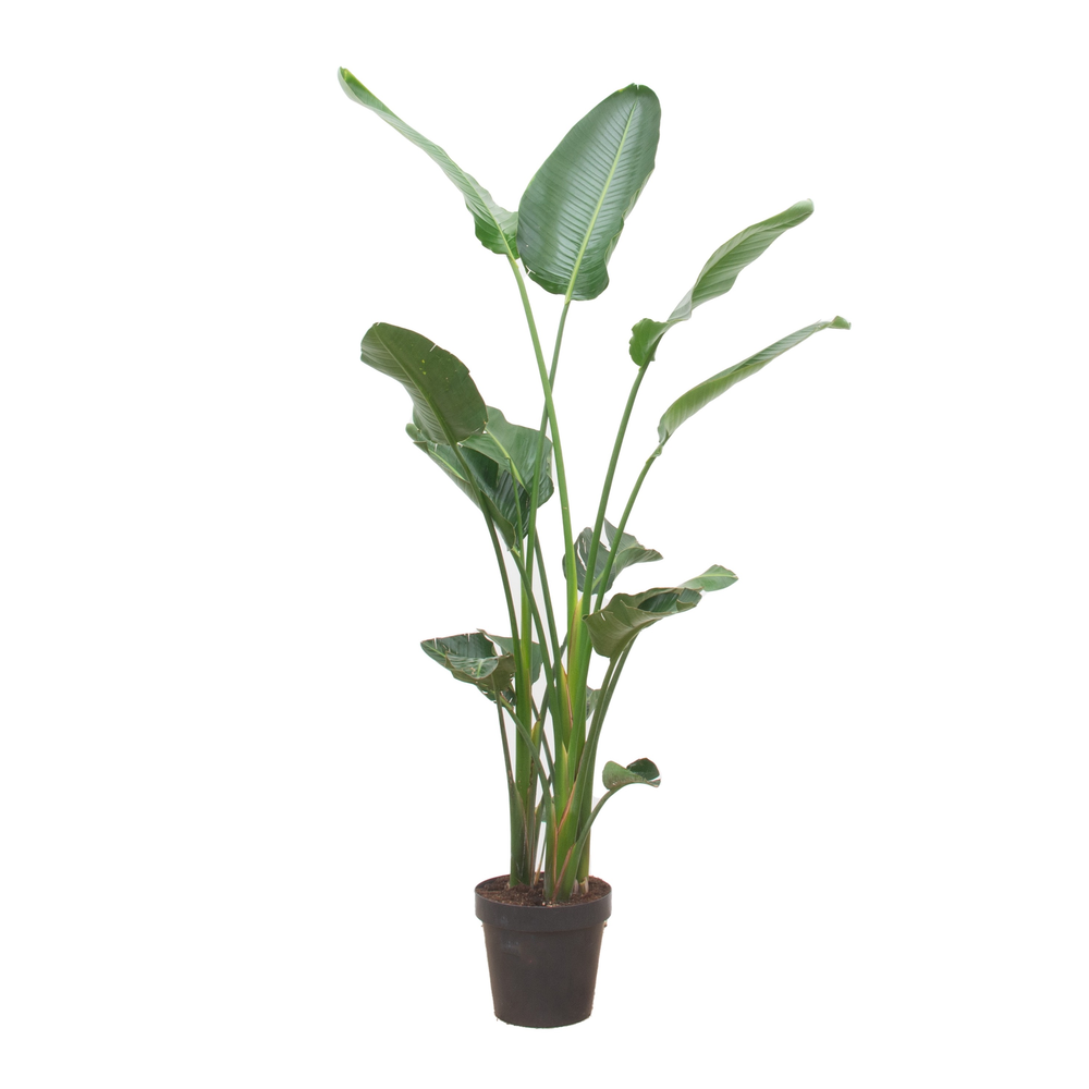 Strelitzia Nicolai.