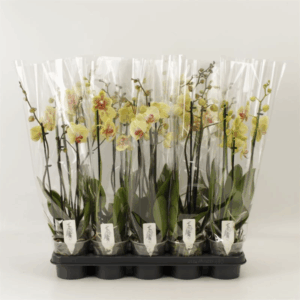 Phalaenopsis Geel* 3 Tak Geel