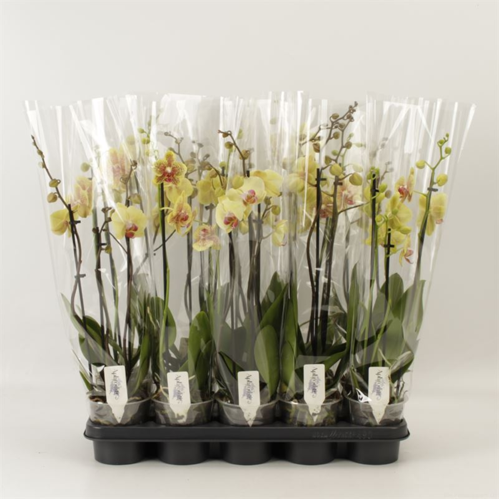 Phalaenopsis Geel* 3 Tak Geel.