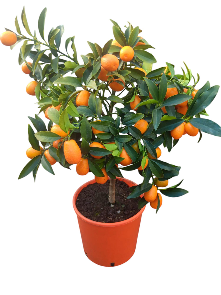 citrus kumquat.