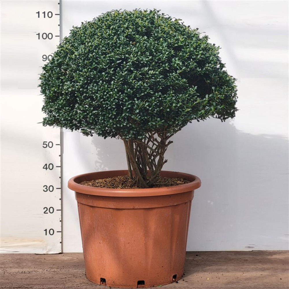 Ilex crenata Convexa.