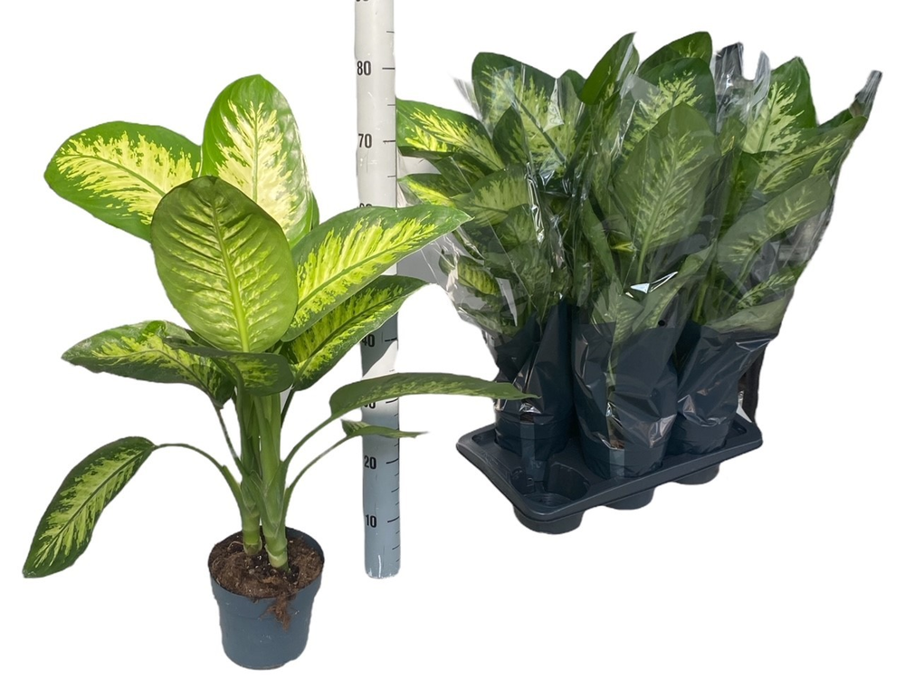 Dieffenbachia Tropic Snow P17.