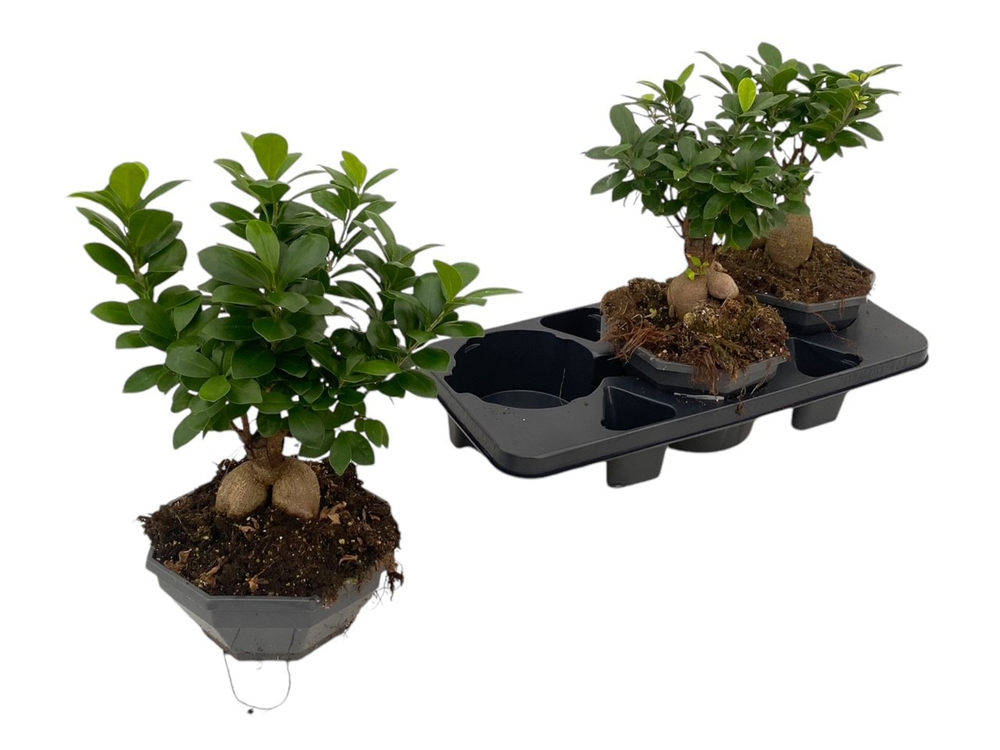 Ficus microcarpa Ginseng P18.