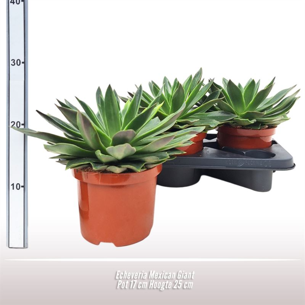 Echeveria Mexican Giant.