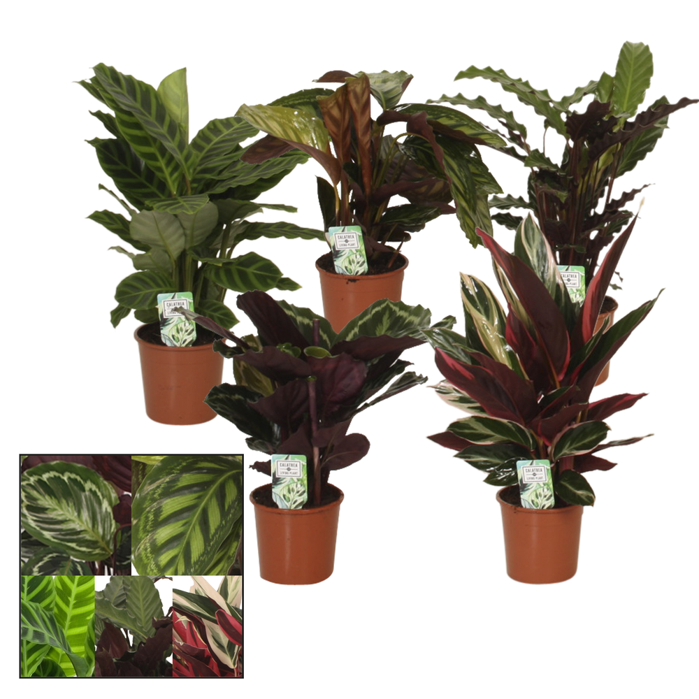 Calathea 14cm gemengd.