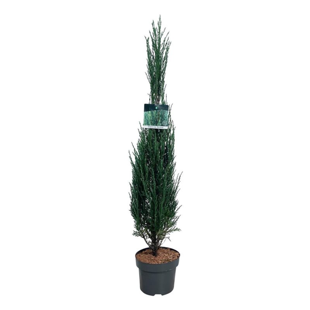 Juniperus scop. 'Blue Arrow'.