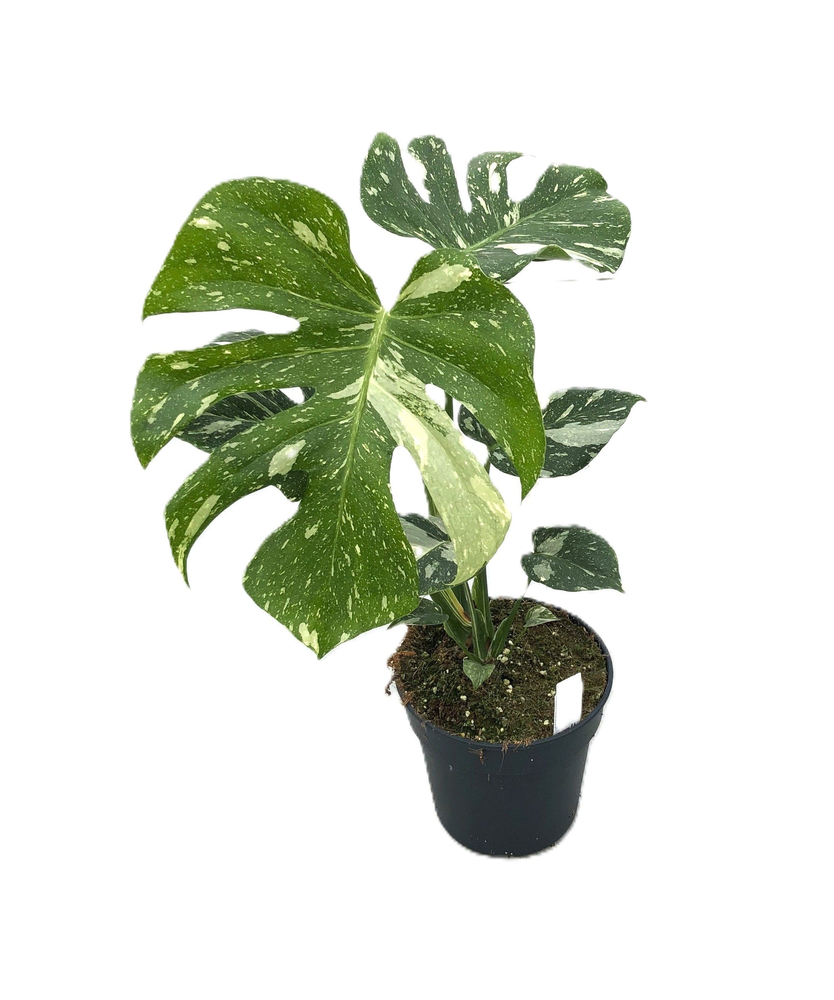 Monstera deliciosa "Thaï Constellation" p17 1pp me.