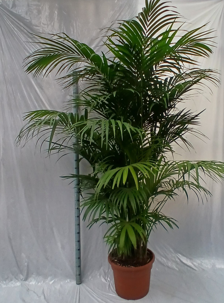 Howea forsteriana.