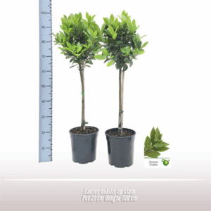 Laurus nobilis op stam.