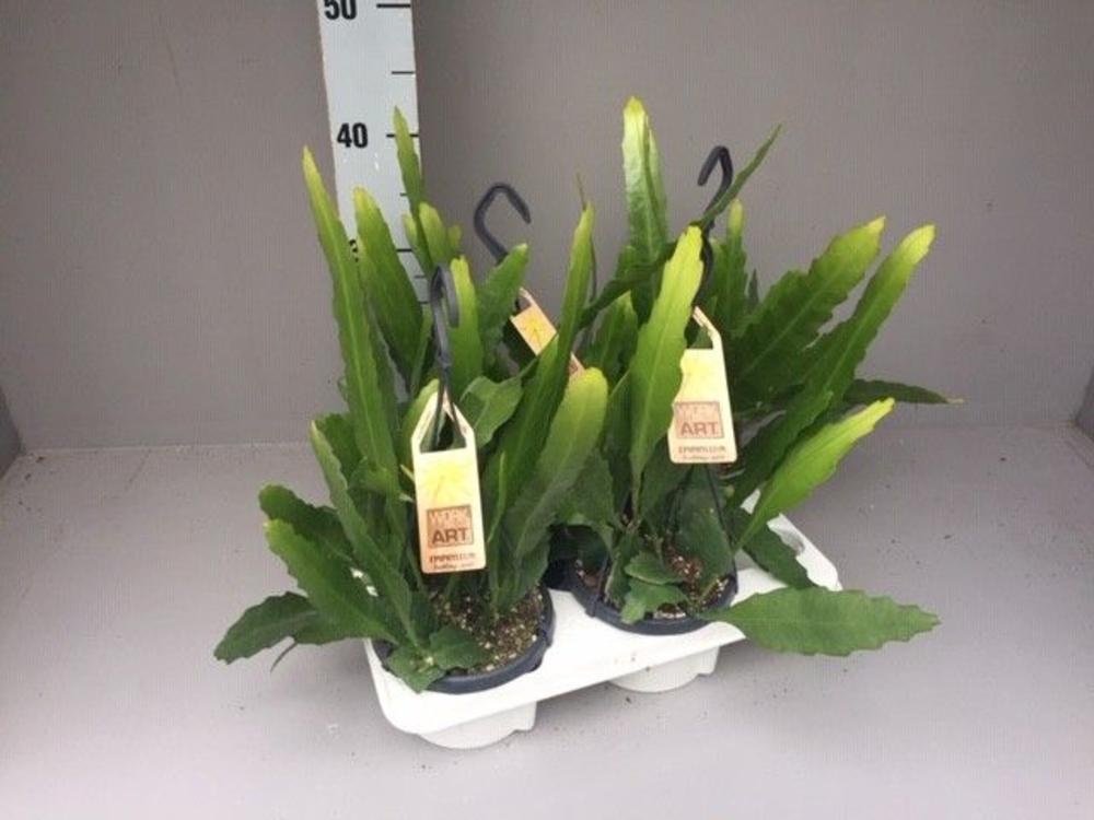 Strelitzia nicolaii.