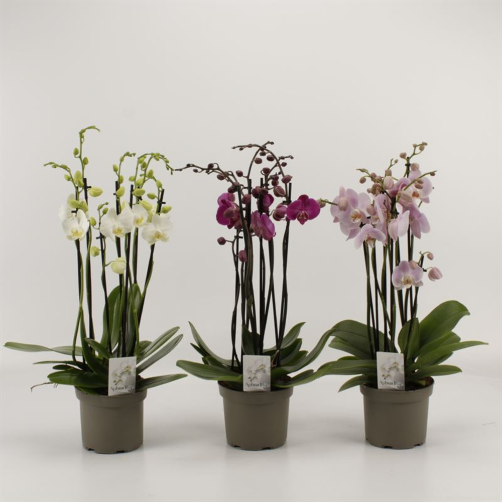 Strelitzia nicolaii.