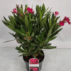 Nerium Oleander Red Bush - 1153.