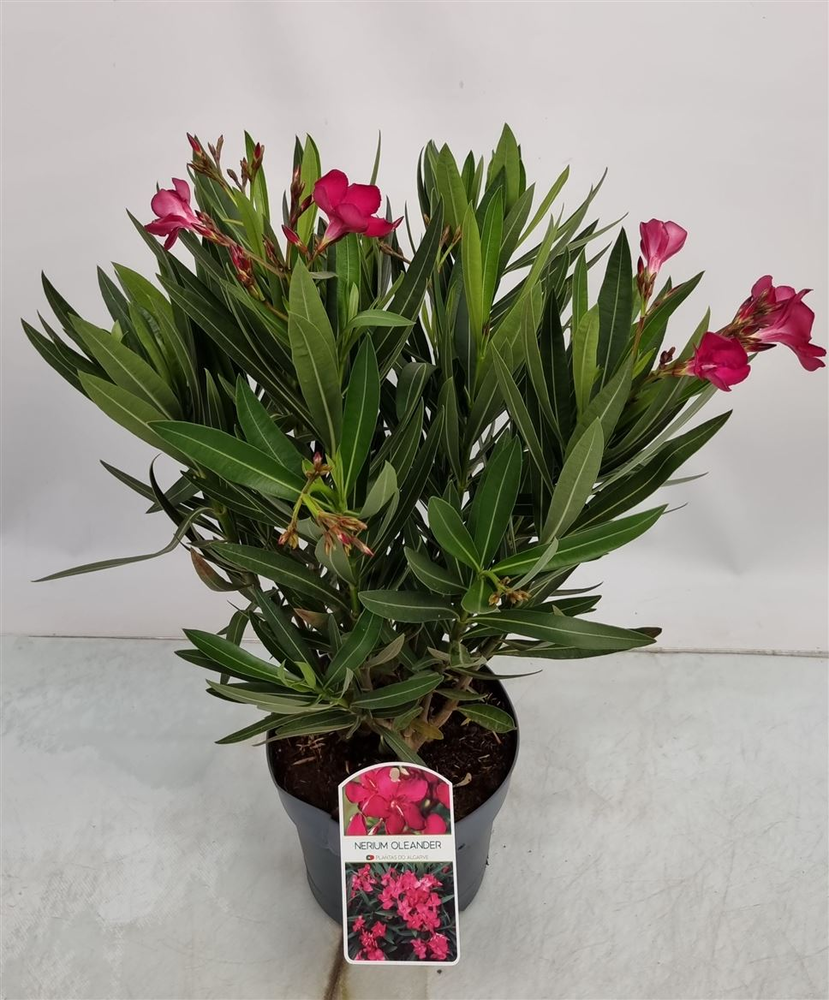 Nerium Oleander Red Bush - 1153.
