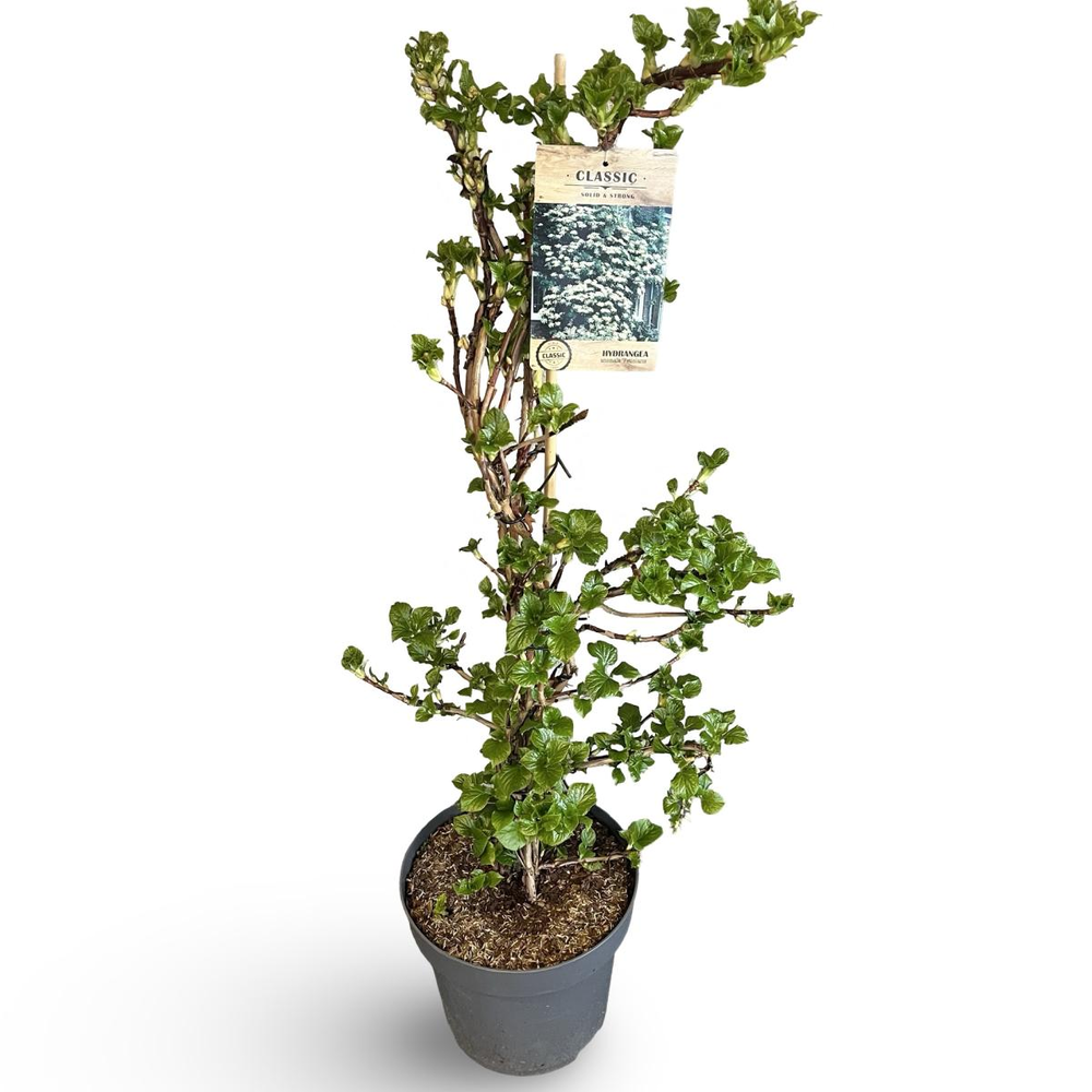 Hydrangea petiolaris, gebonden.