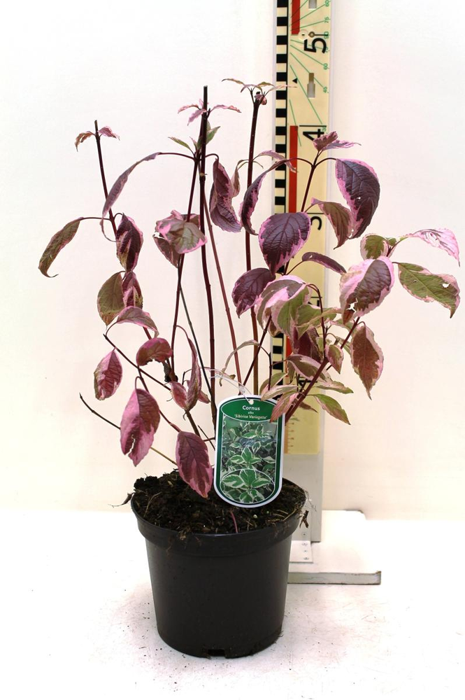 Cornus alba 'Sibirica Variegata'.