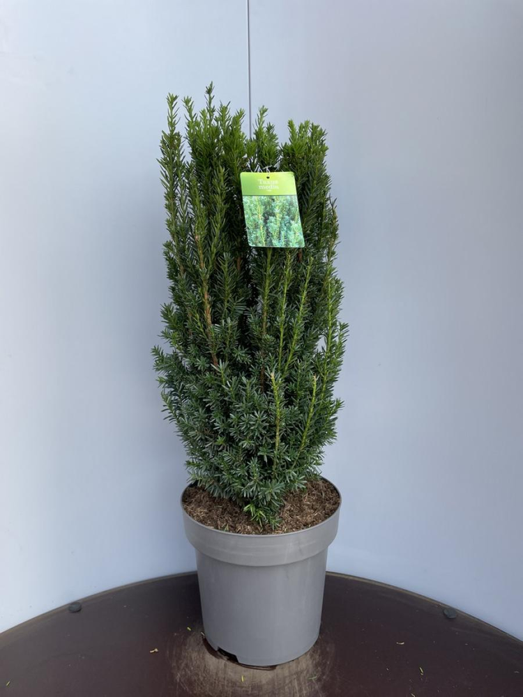 Taxus media 'Hillii'.